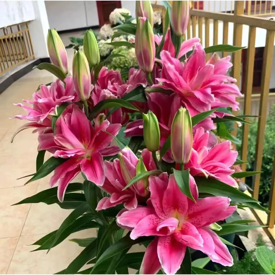 进口香水百合重瓣室内室外盆栽室外地栽耐寒多年生易活四季开花