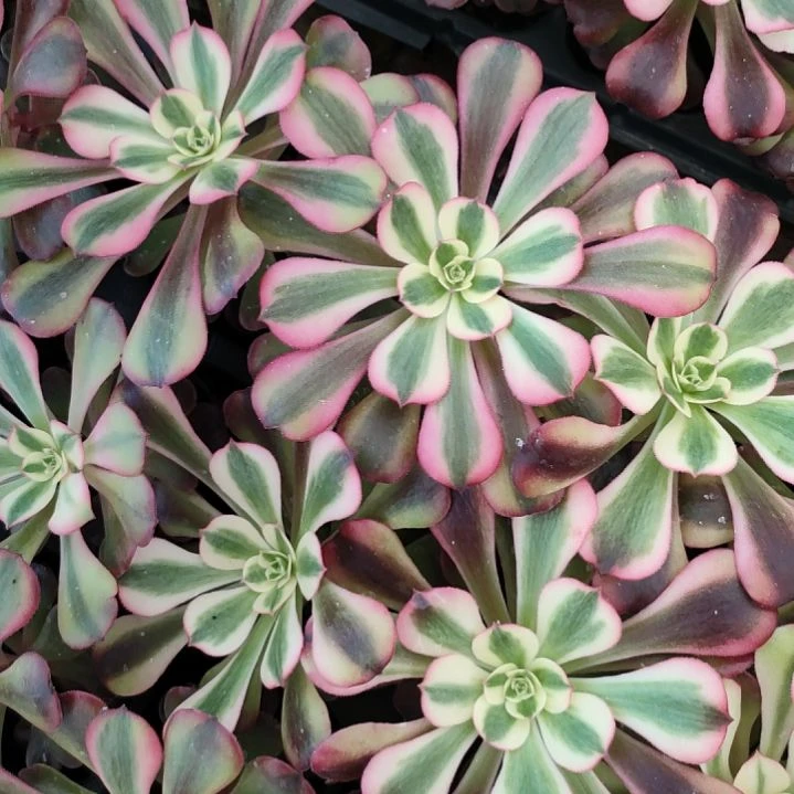 多肉法师锦蛇皮美杜莎