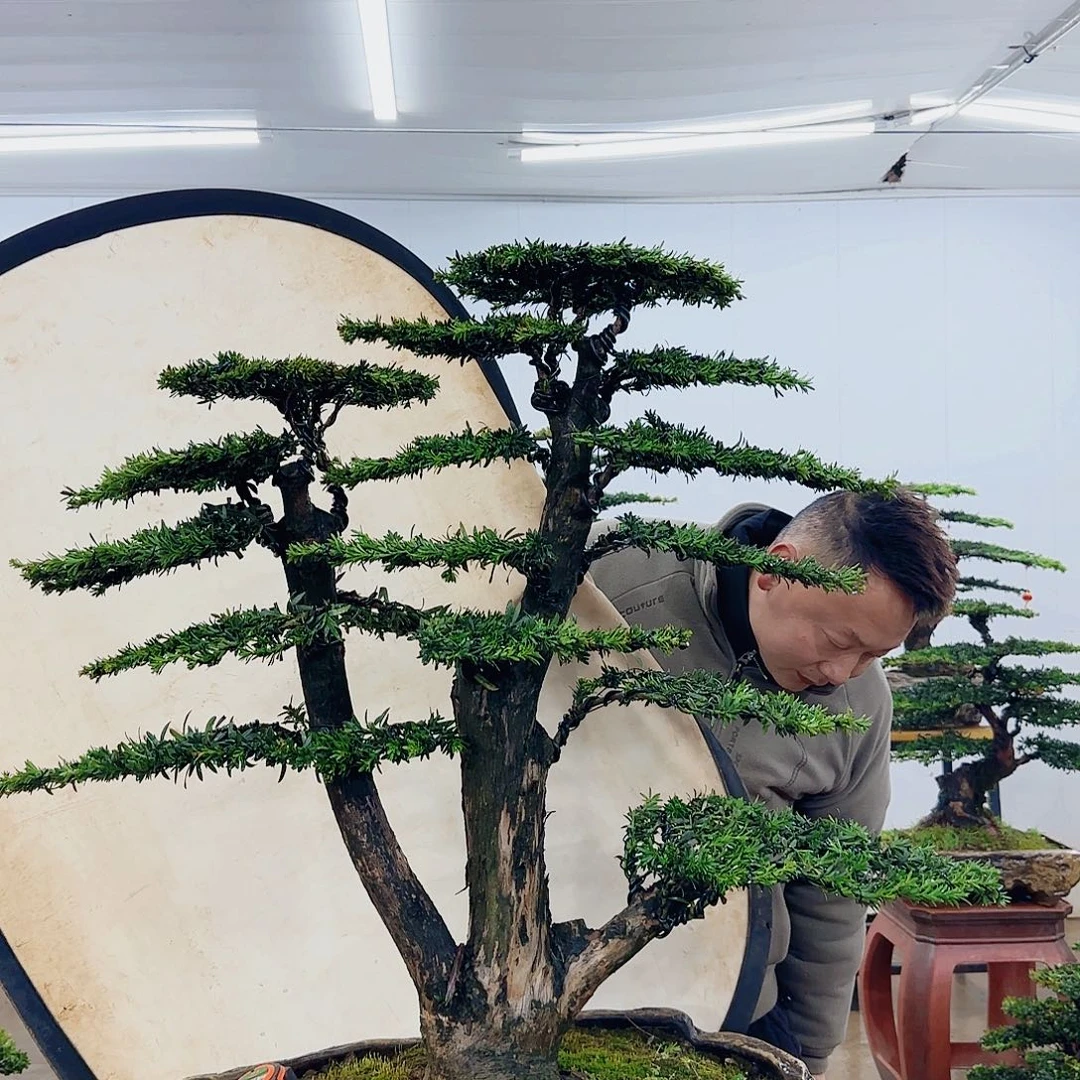 玉*盆景制作过程非常