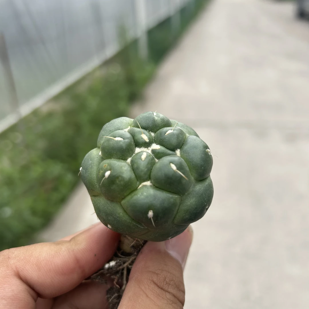 实生无刺象牙   仙人球夏型种绿植盆栽桌面阳台办公室摆件