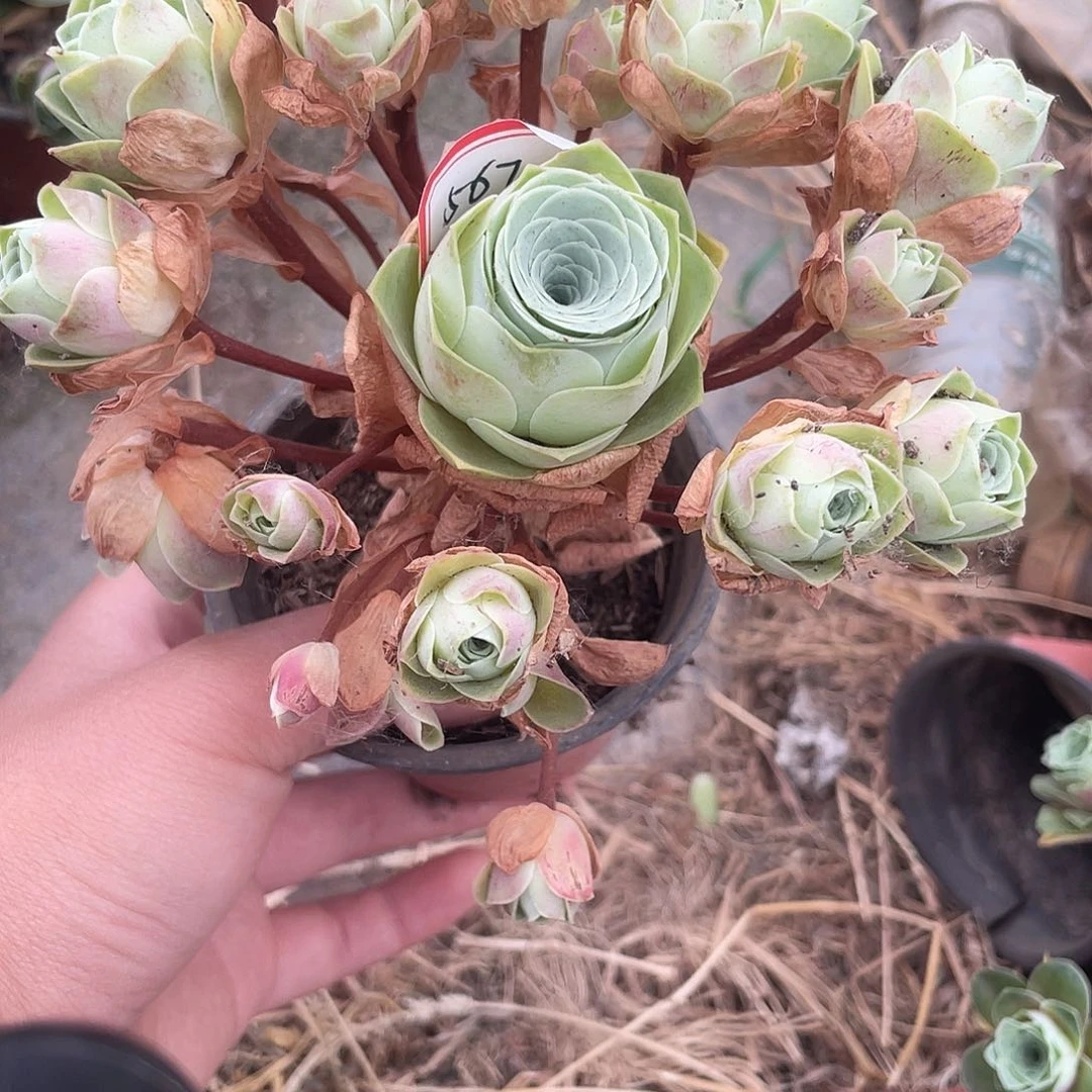 山地玫瑰不售后 567