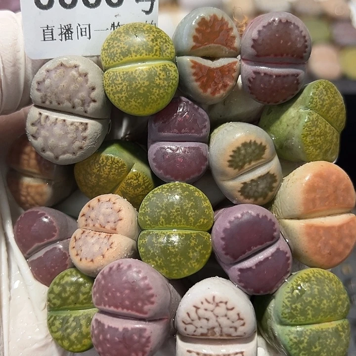 8888 好养易活生石花大母本18个