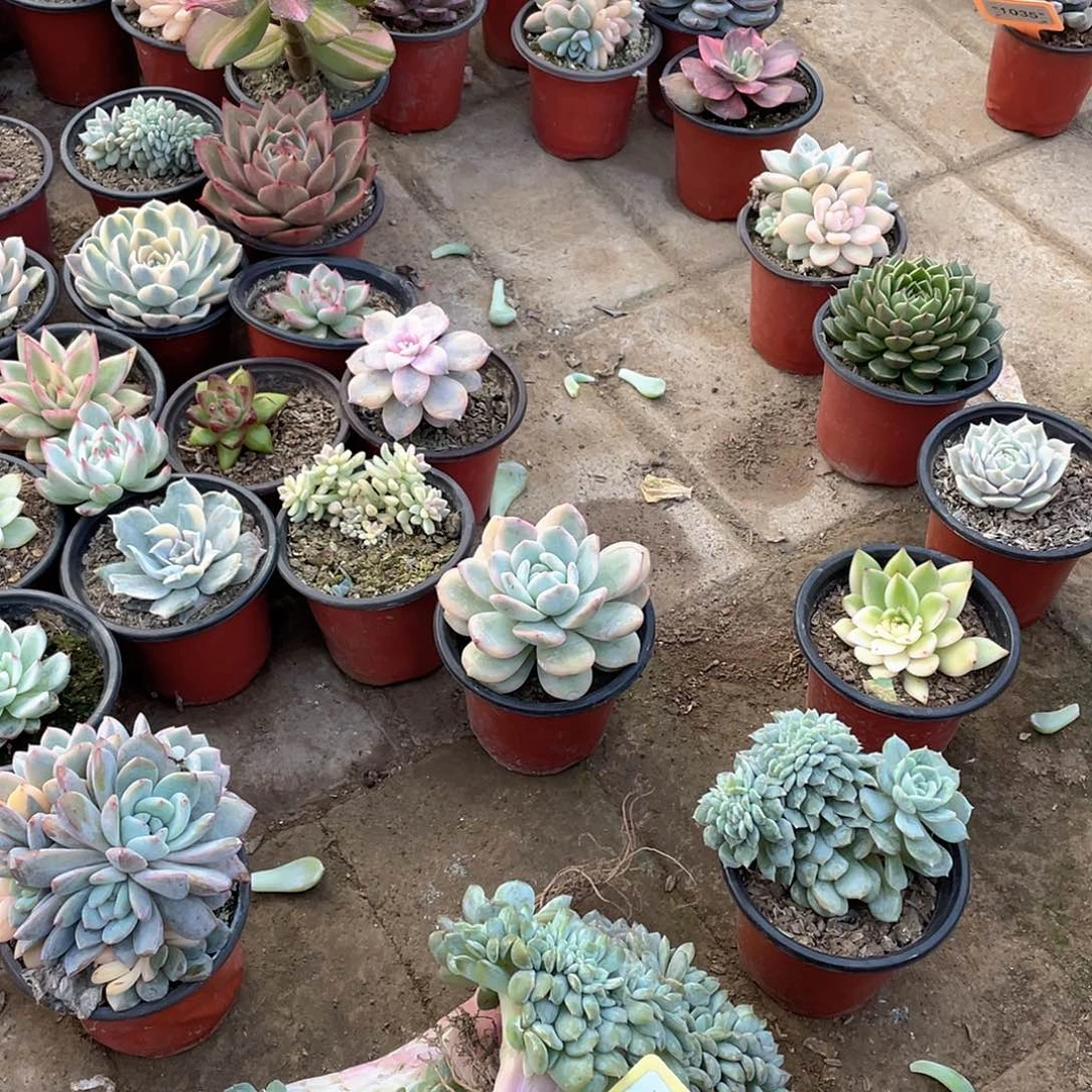阿***丶982一堆多肉植物盆栽