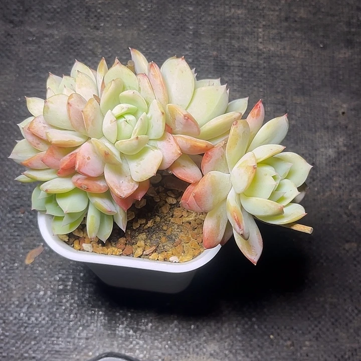****定多肉植物恋曲朵朵
