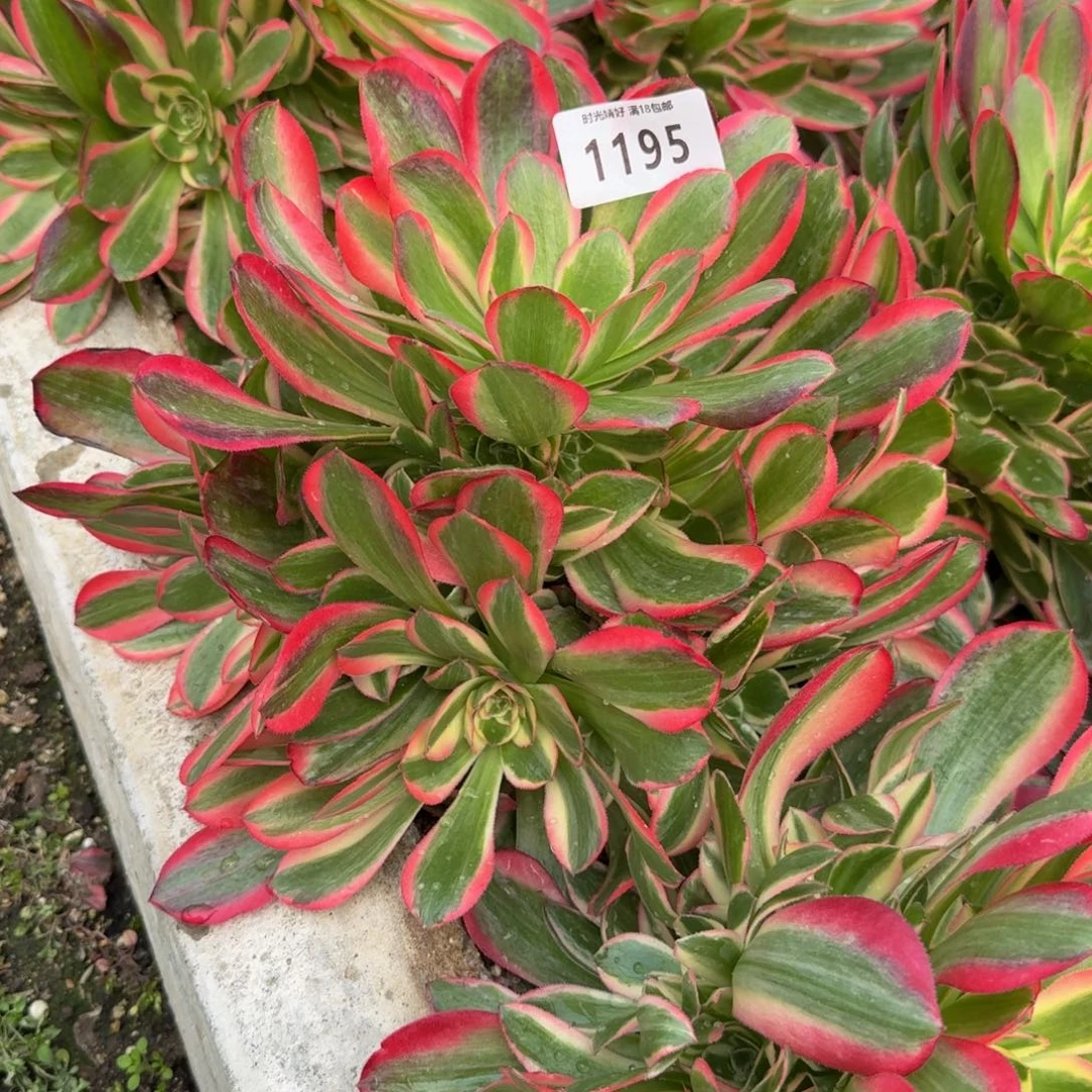 1195妖月。多肉植物