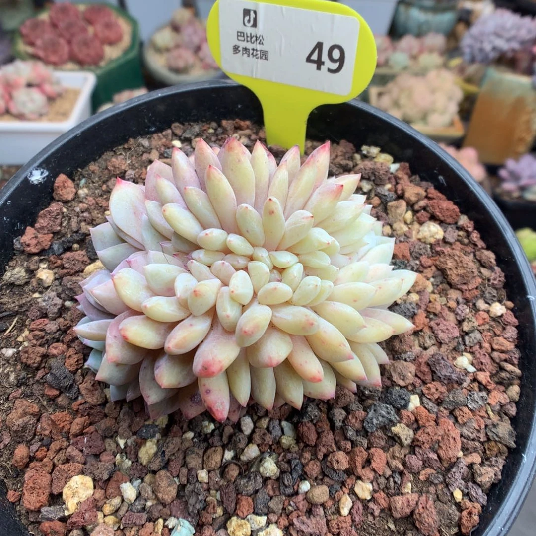 49梦露缀化多肉植物