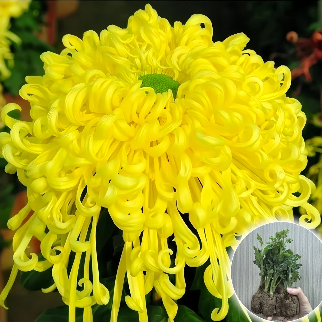 【稀有菊花苗】金丝菊菊花苗四季耐寒耐热好养易活庭院多年生带土球