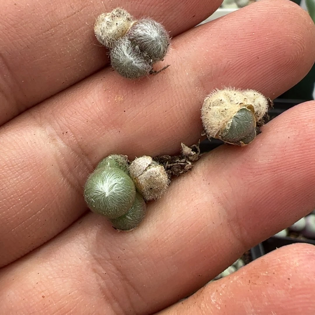 15-77斯蒂芬毛球多肉