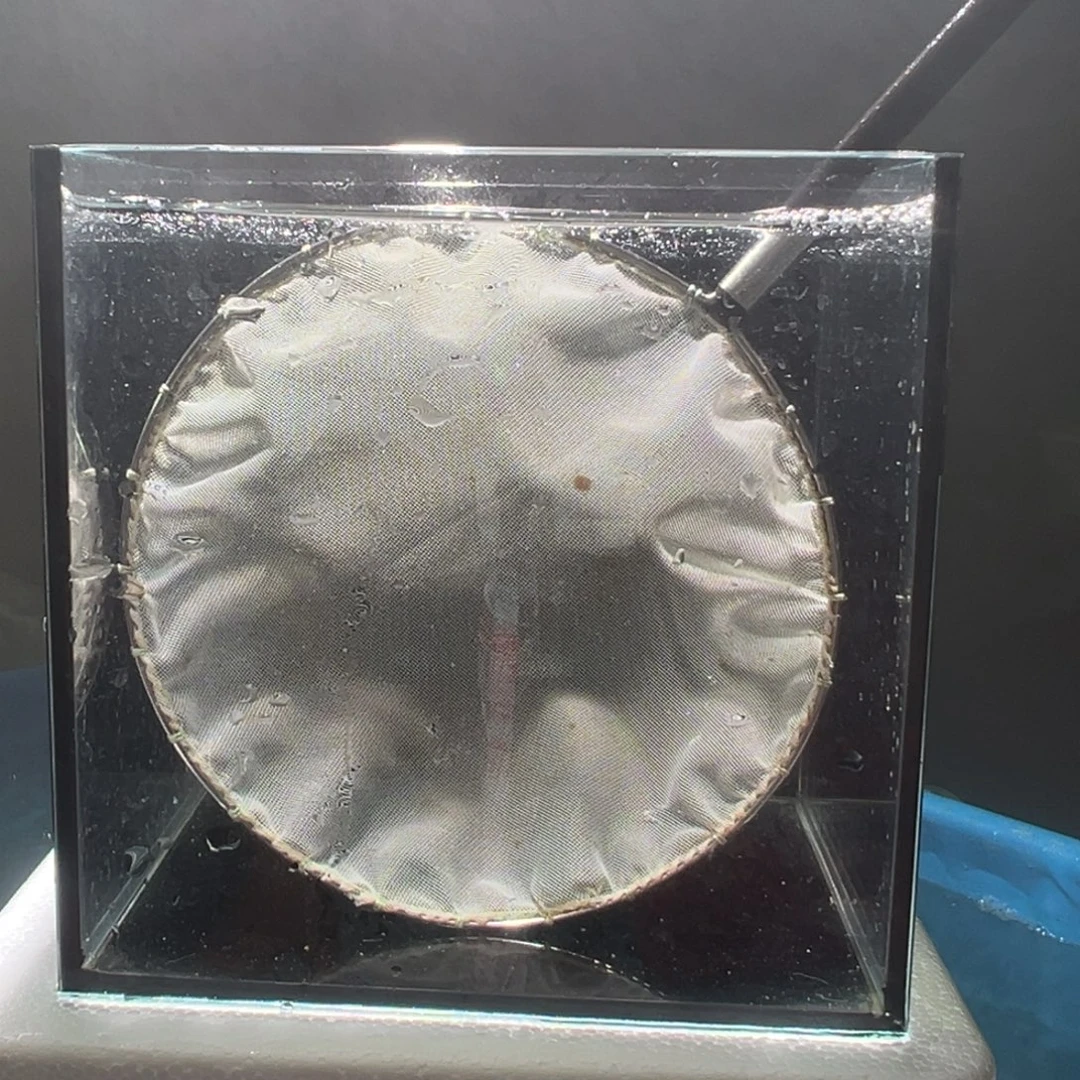 金鱼566688745666998887