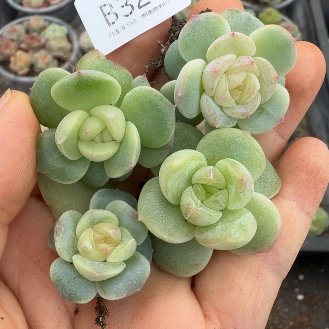 一物一拍一物一拍1101-324