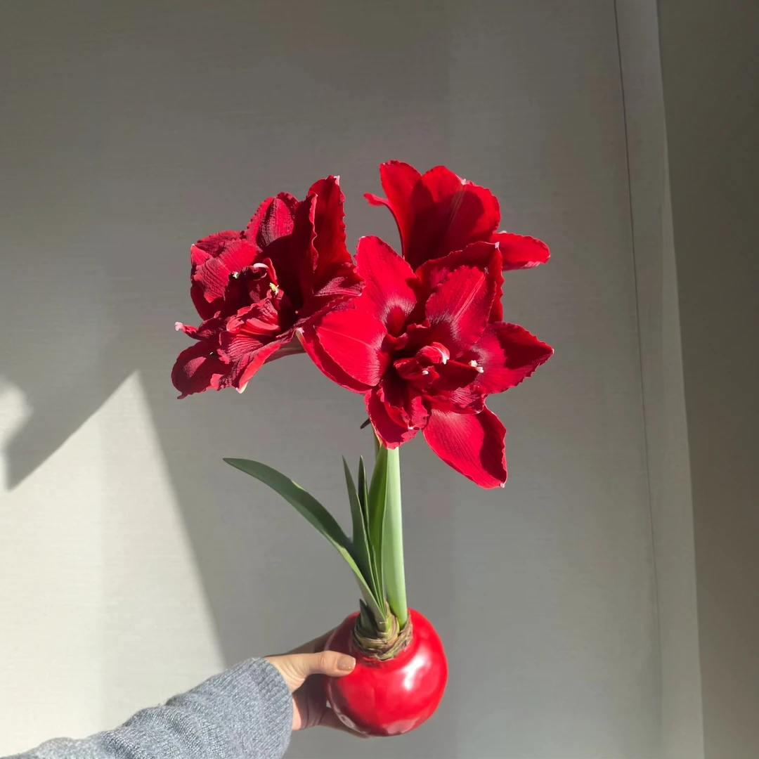 【秦小胖】进口巨型（朱顶红蜡球礼盒） 吃空气开花 新年礼物