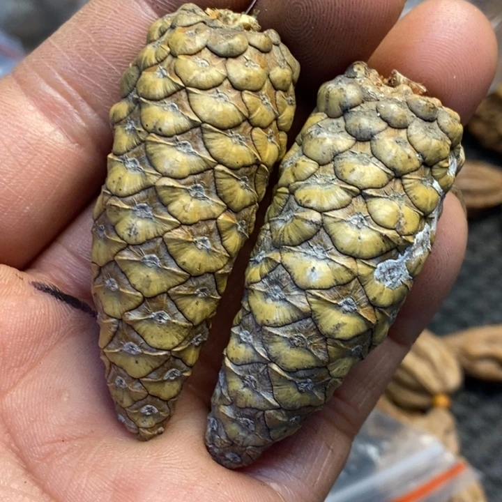 鼠***哥吊坠文玩核桃娜姐338