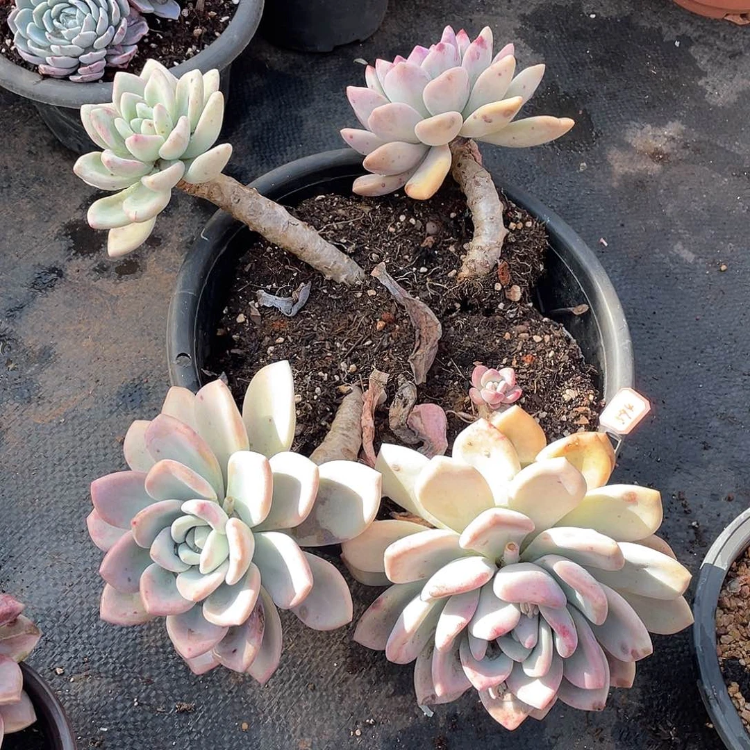 594奥普年尾清货一物一拍多肉