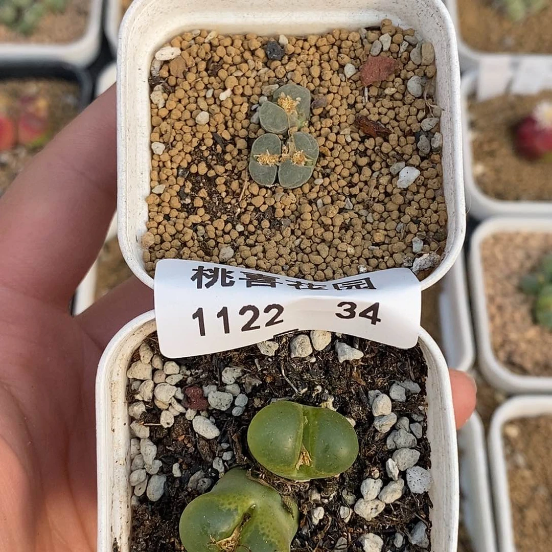 22-34-组合两颗。