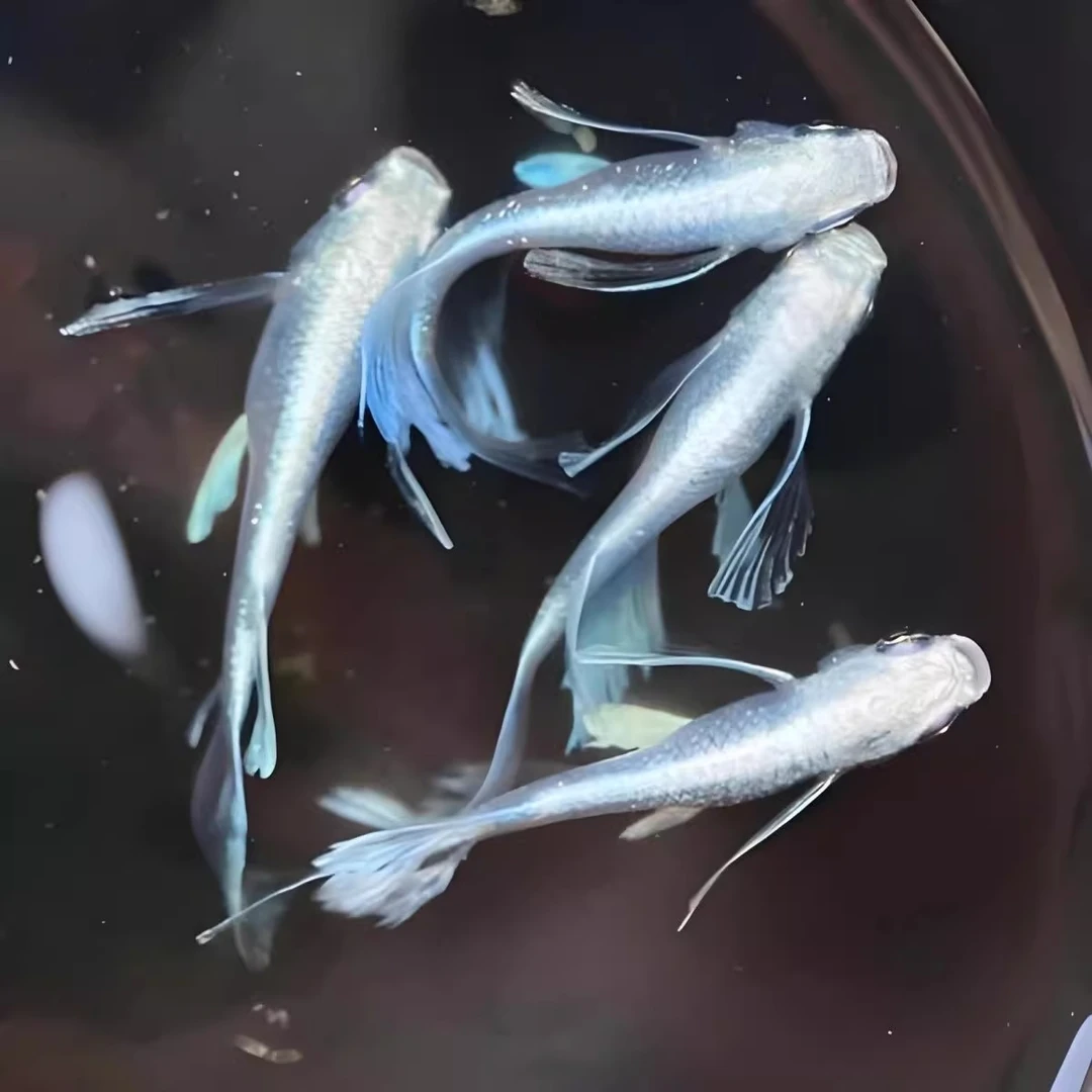 观背青鳉天使之翼迷你小型鱼古法生态缸不加温不打氧好养耐活观赏