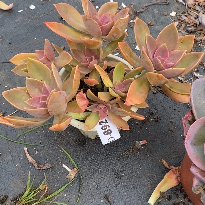 一***鱼892太妃糖多肉植物