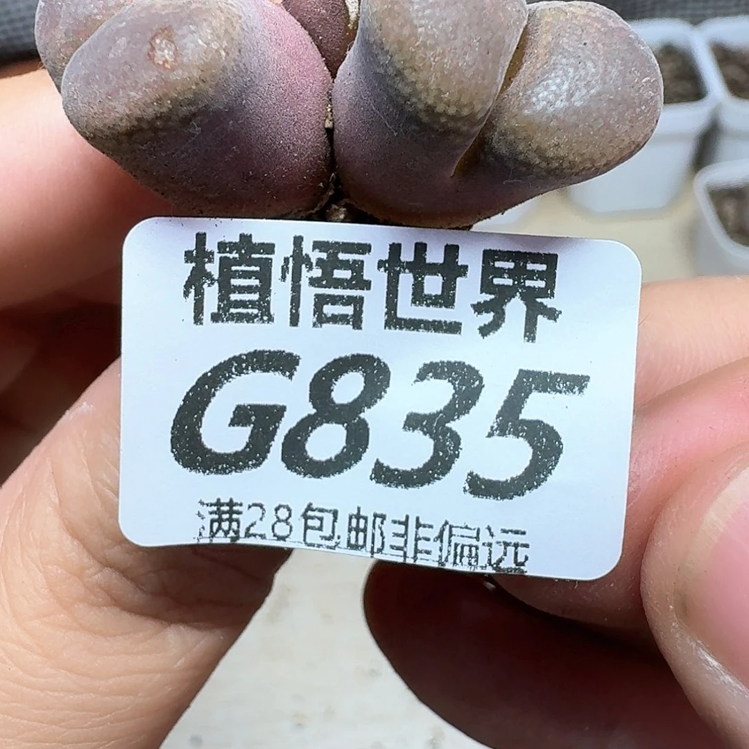 多肉植物的润泽额f