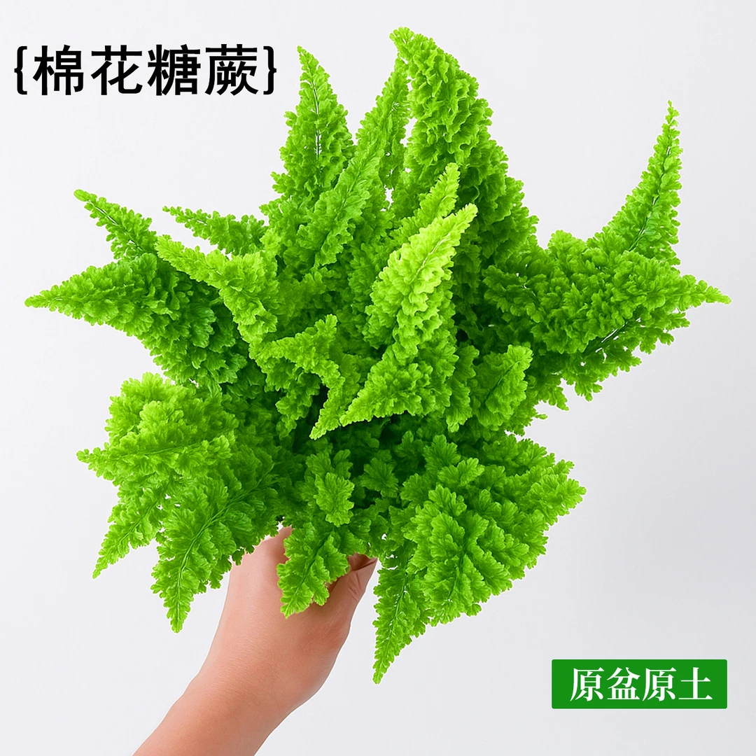 棉花糖蕨蕾丝蕨类盆栽办公桌面工位小绿植物花卉盆景耐阴好养绿植