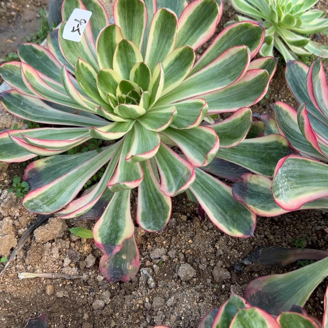 6红魔头多肉多肉多肉