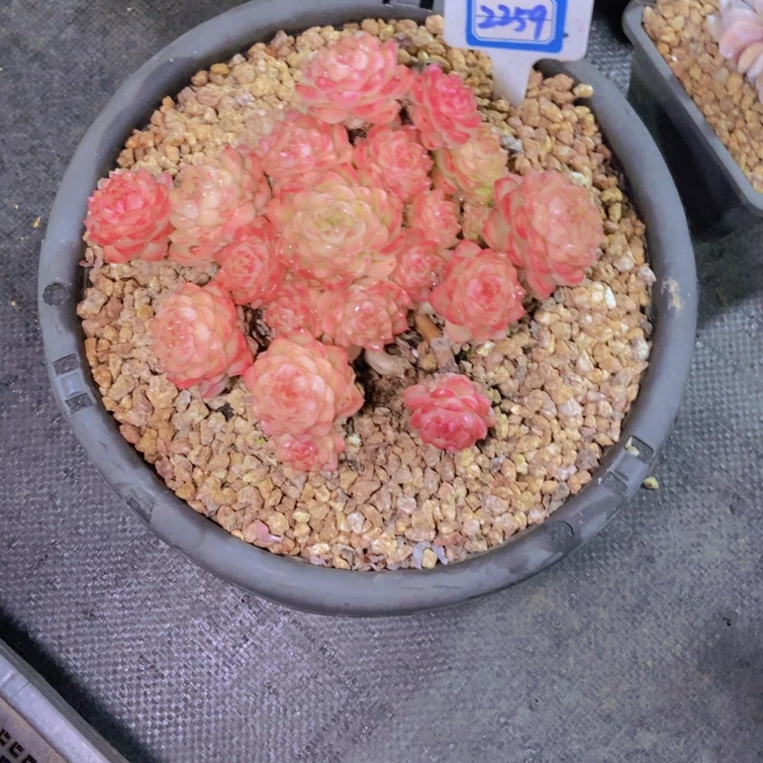 桃***桃2259麦秆群一颗一