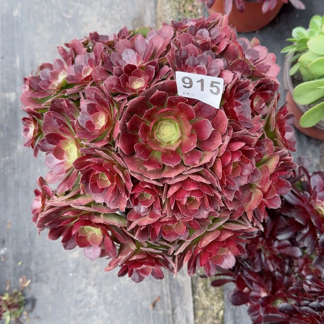 冰*915多肉植物荷兰