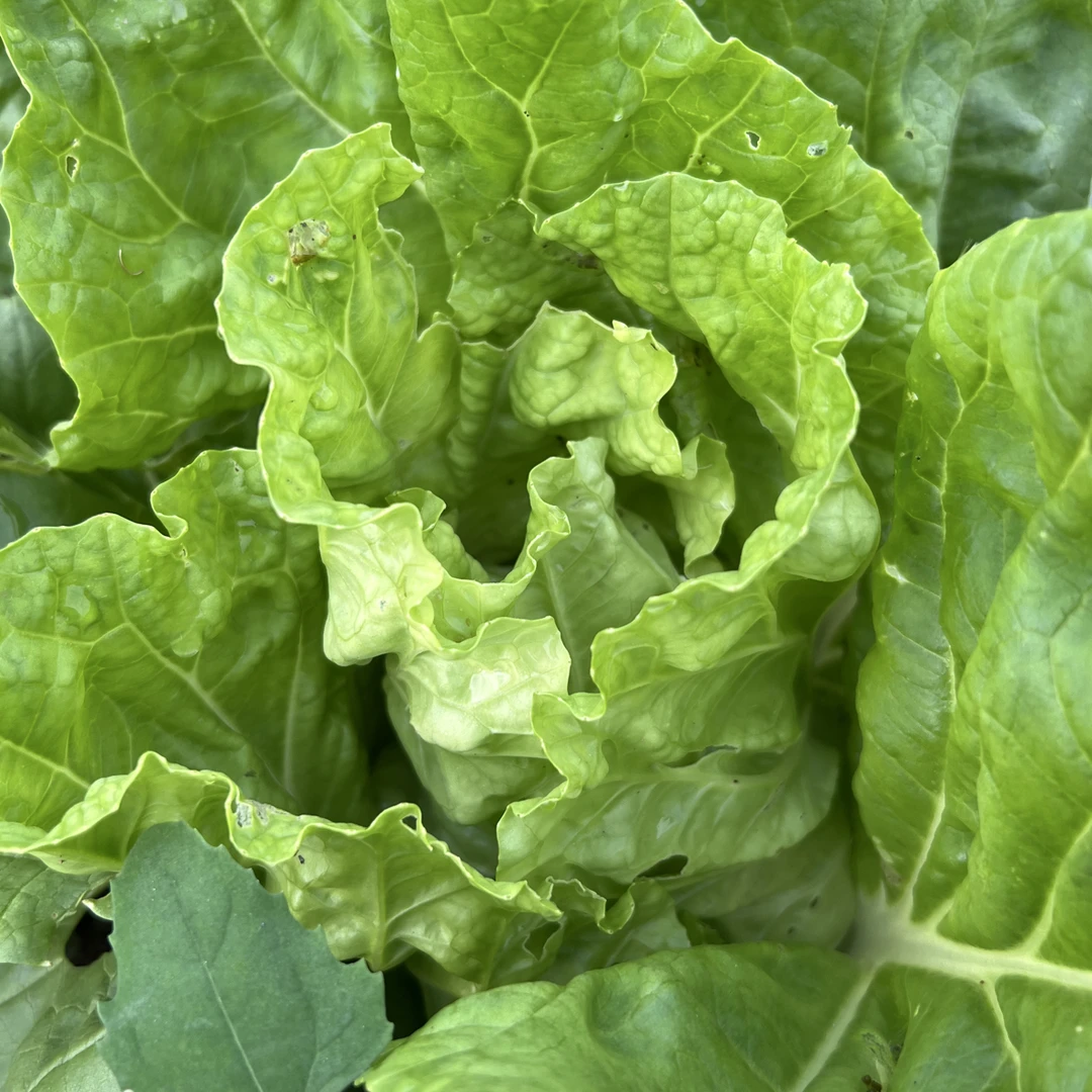 湘西高山清甜地里现采小白菜