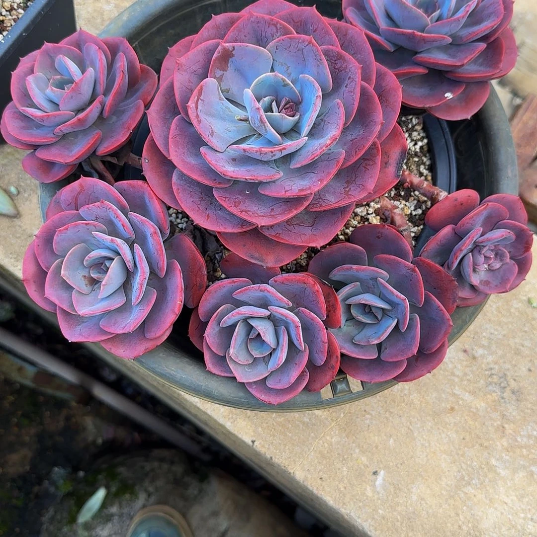 蒋多肉植物尘埃玫瑰