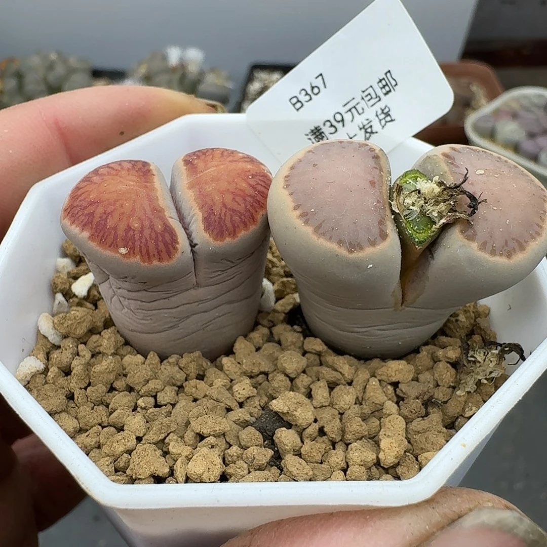 367腿长九元勿拍哈哈哈哈哈哈哈