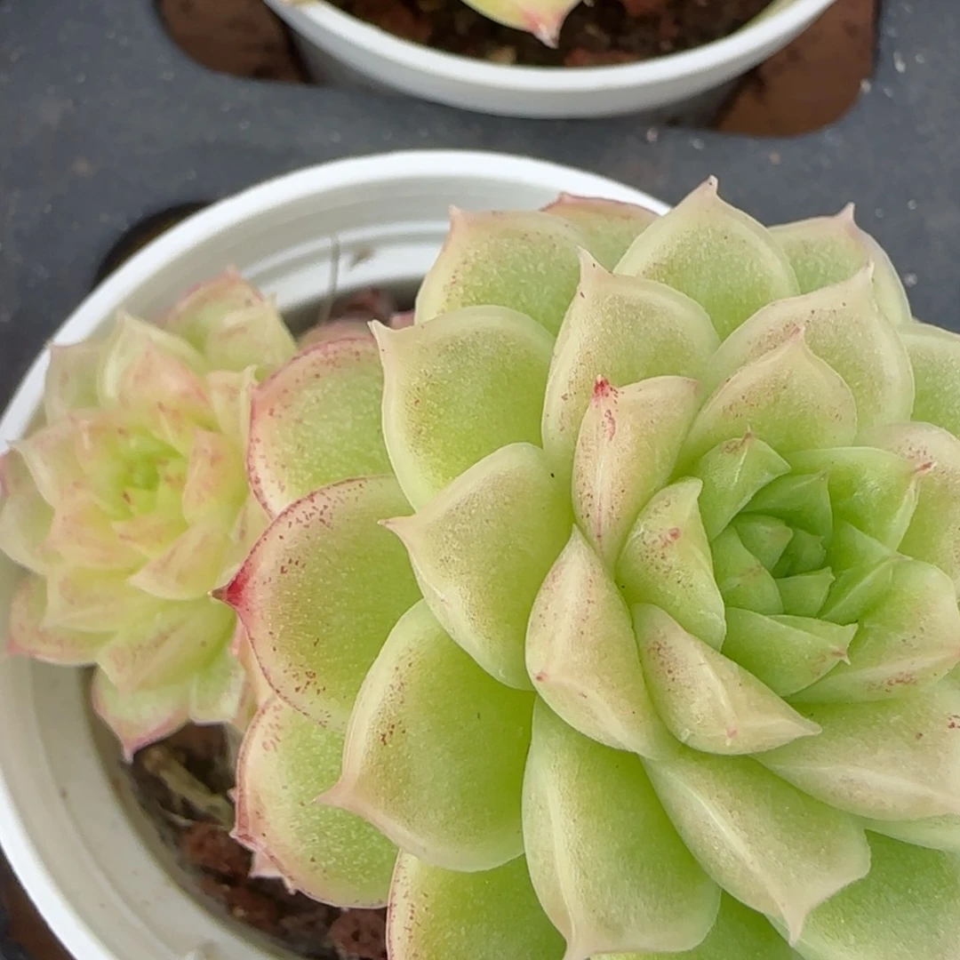 花语逸镜0206-680