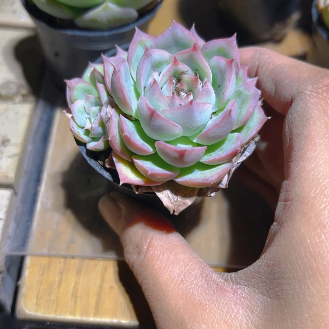双头5cm新疆包邮新疆包邮
