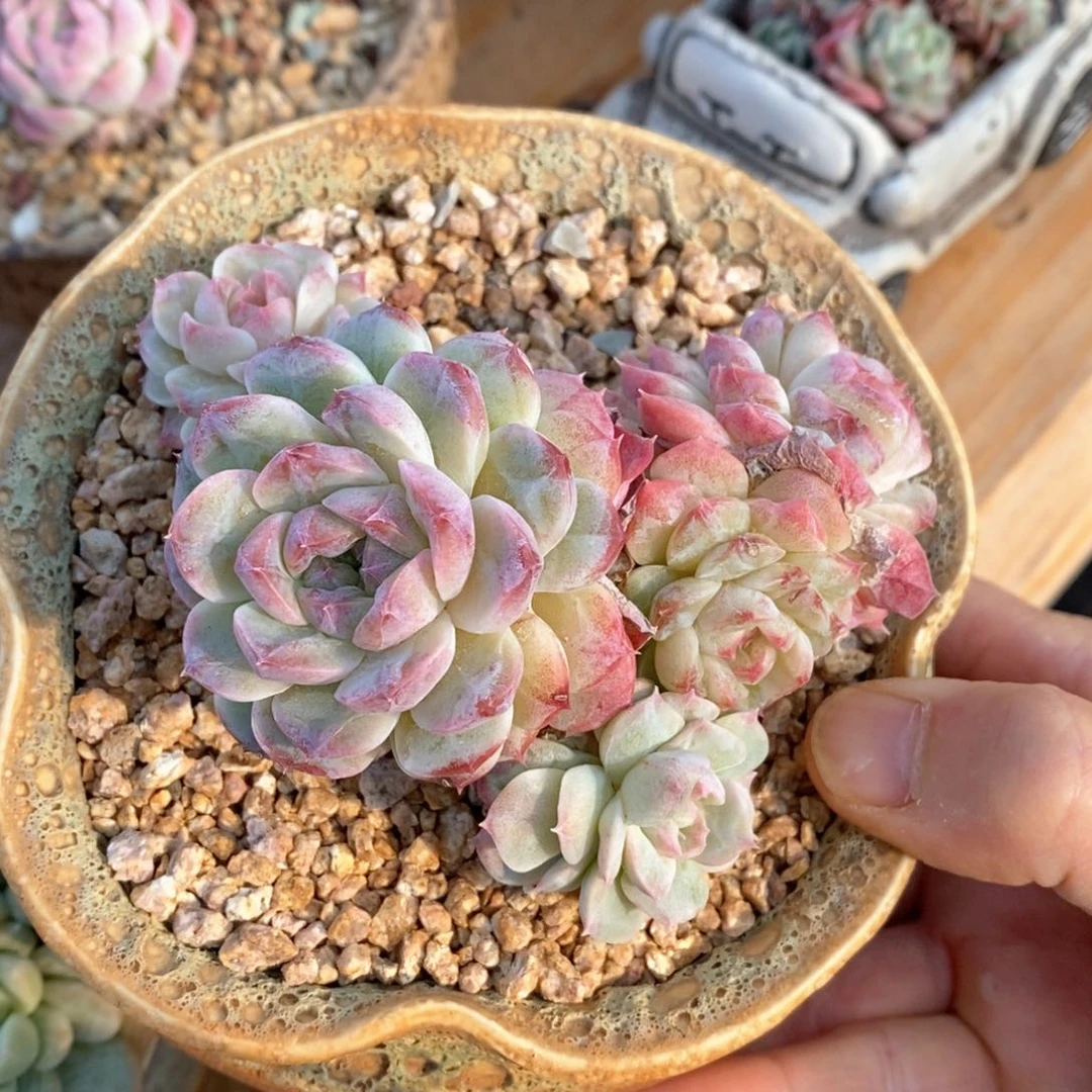 精品多肉一物一拍不包整13