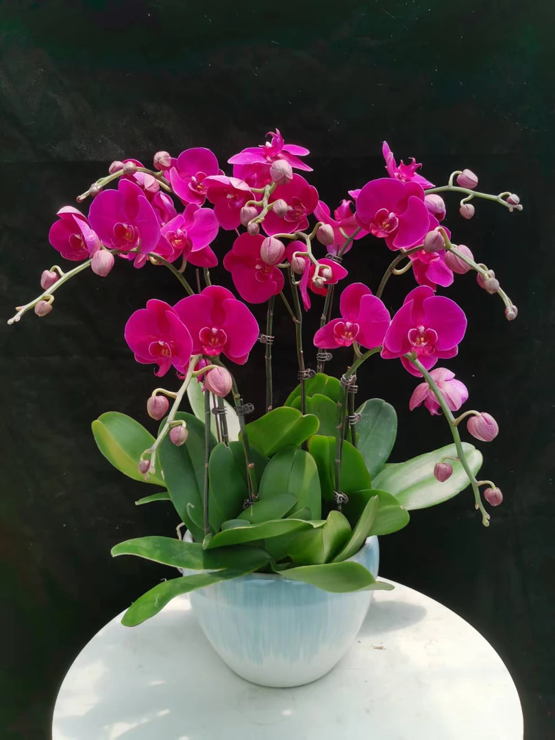 蝴蝶兰盆栽【大辣椒】春季特惠大花室内绿植基地种植