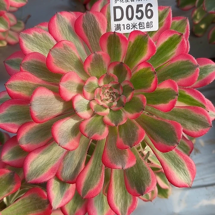 多肉法师粉铜朵朵