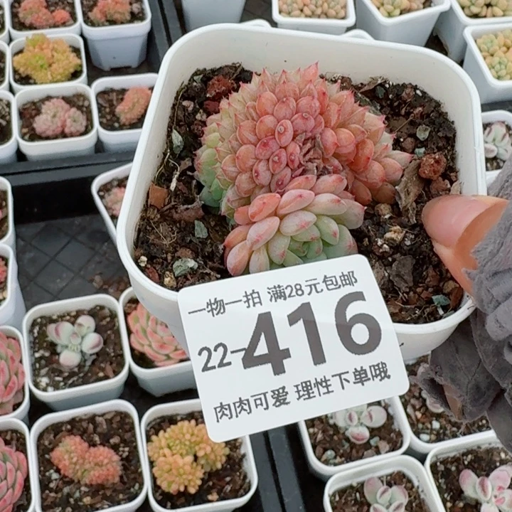白胖子缀化无盆土