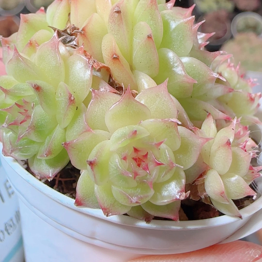 花语逸镜1111-196散海王