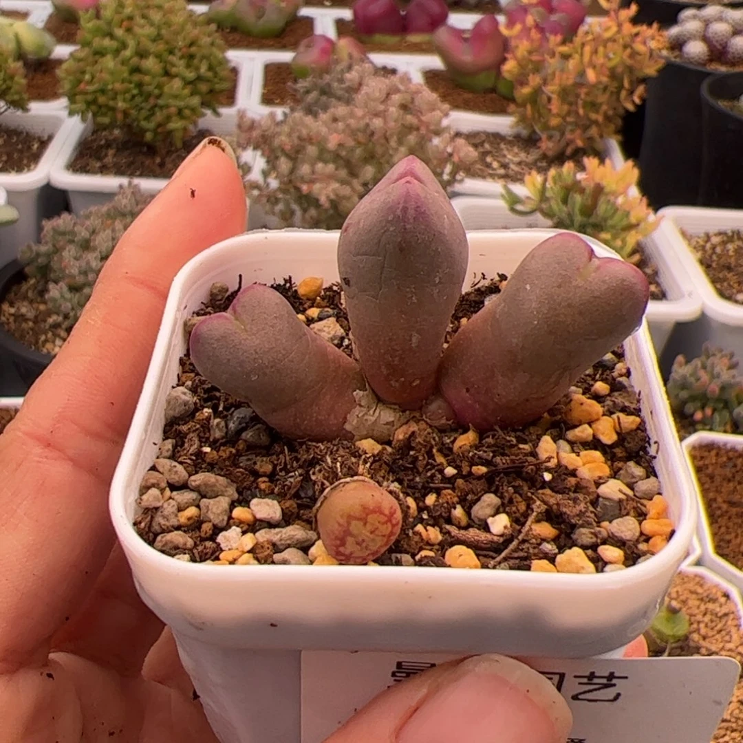 完***美40号2颗2.23多肉