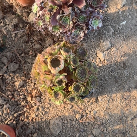 无花朵黑濹套餐143号不包断枝