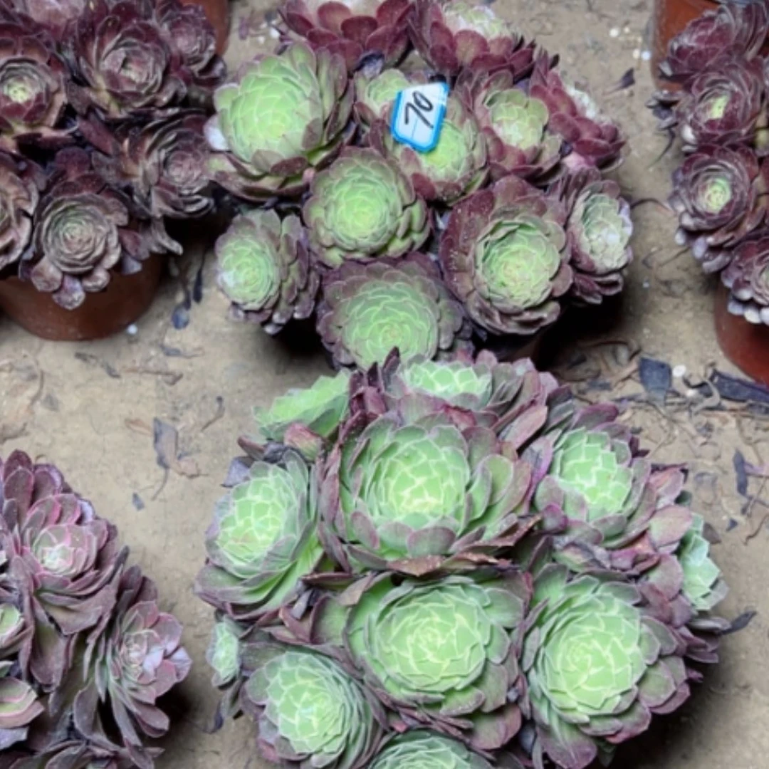 【闪购商品】多肉植物两个70