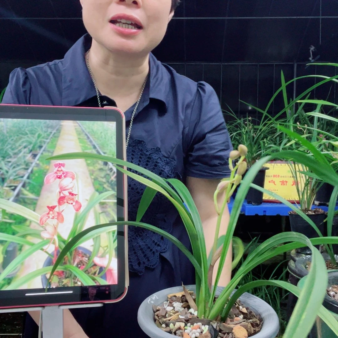 全部花苞建兰红玉荷