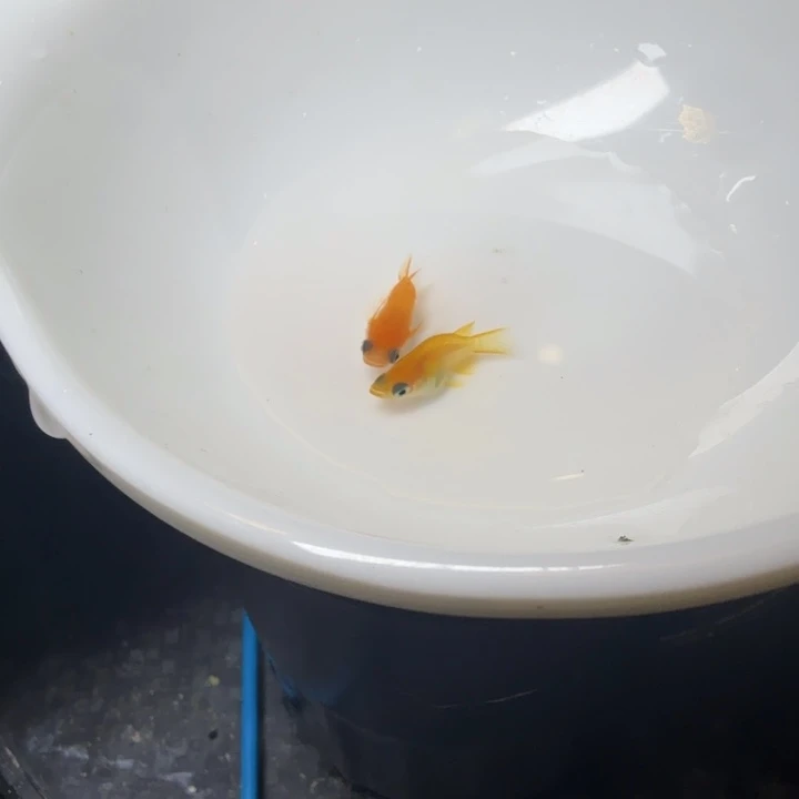 青鳉鱼17号拍品红球球