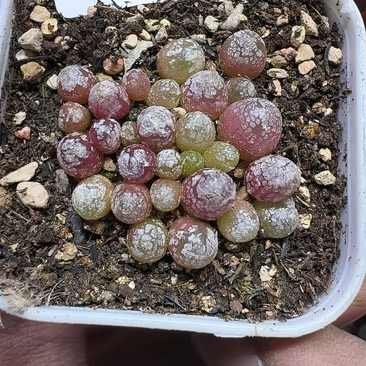 205 多肉植物多肉植物