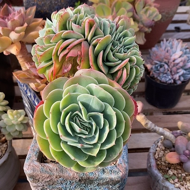 多肉植物肉肉植物