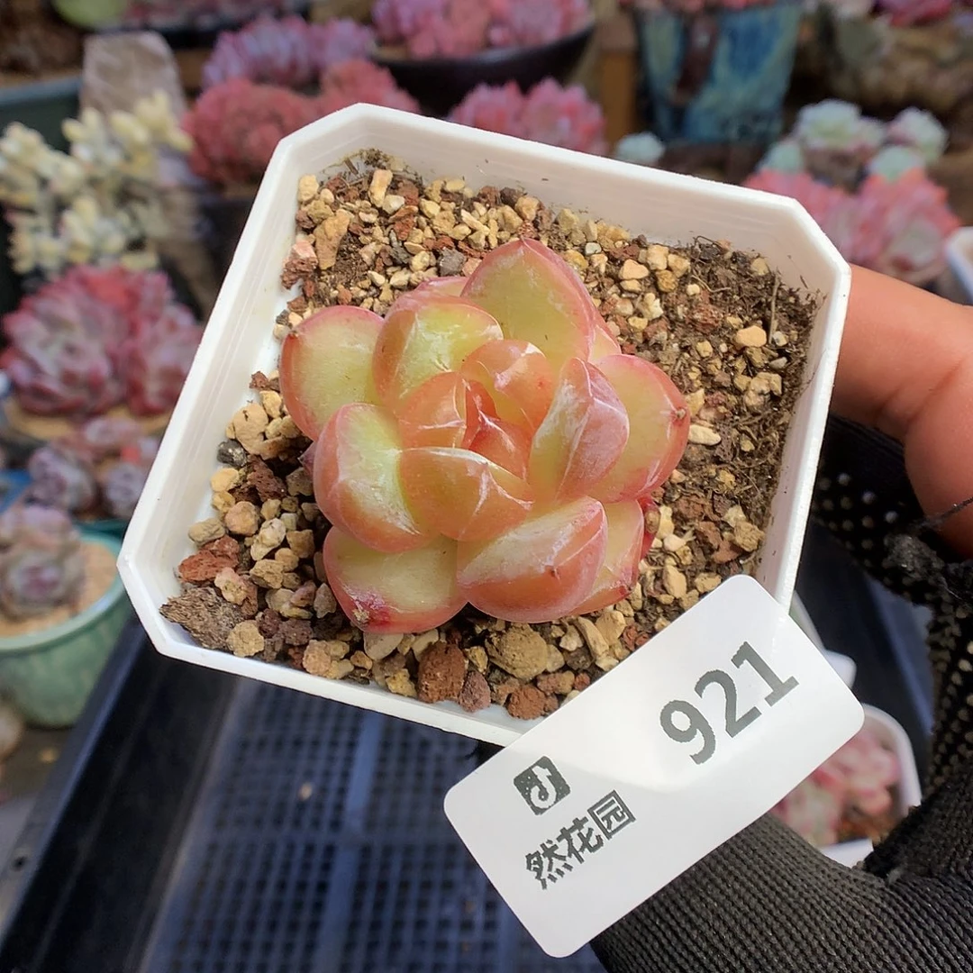 921珍妮多肉植物6666