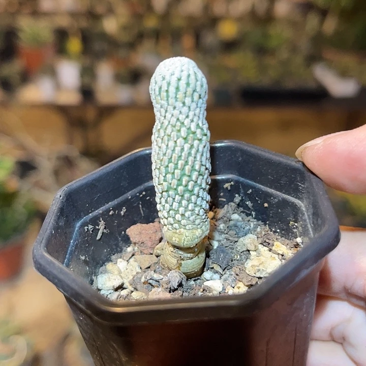 无花朵实生精巧殿仙人球一物一拍