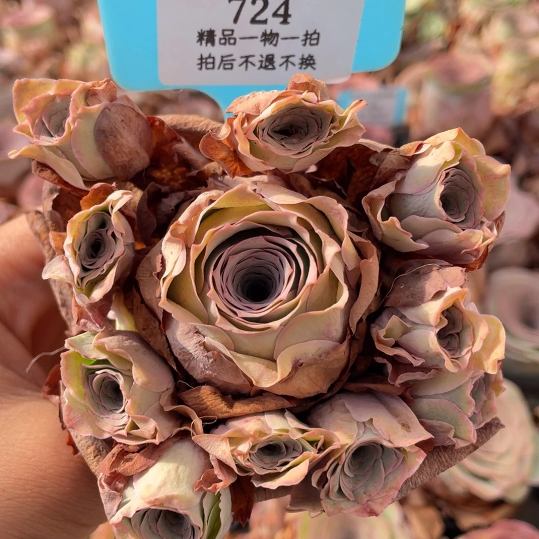 山地玫瑰724断枝不包损不售后