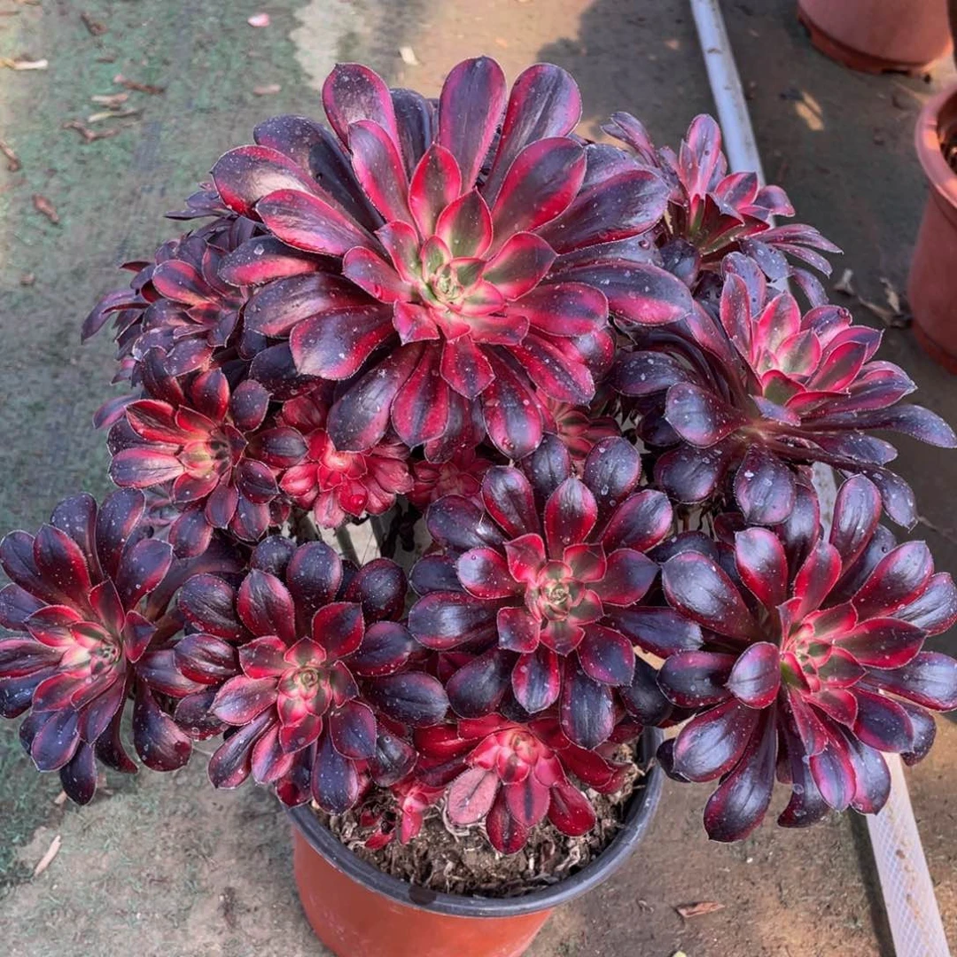 782香奈儿精品法师多肉