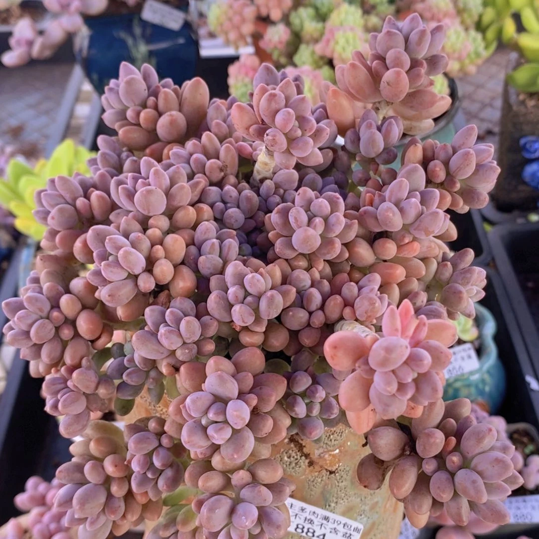 星戴露13cm884多肉植物