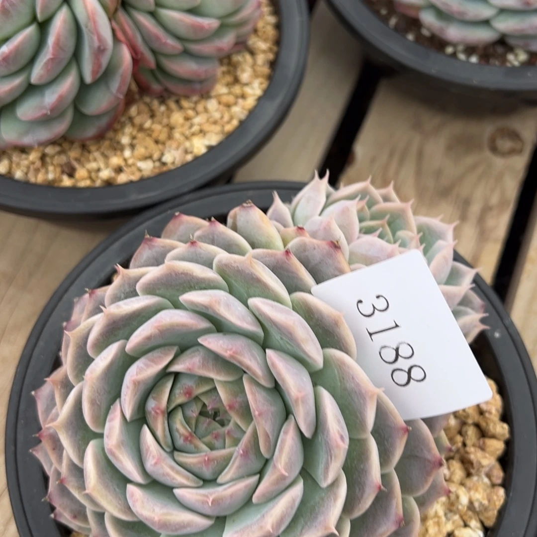 Z****霞3188多肉多多多多