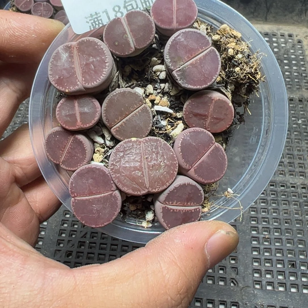【闪购商品】 449。