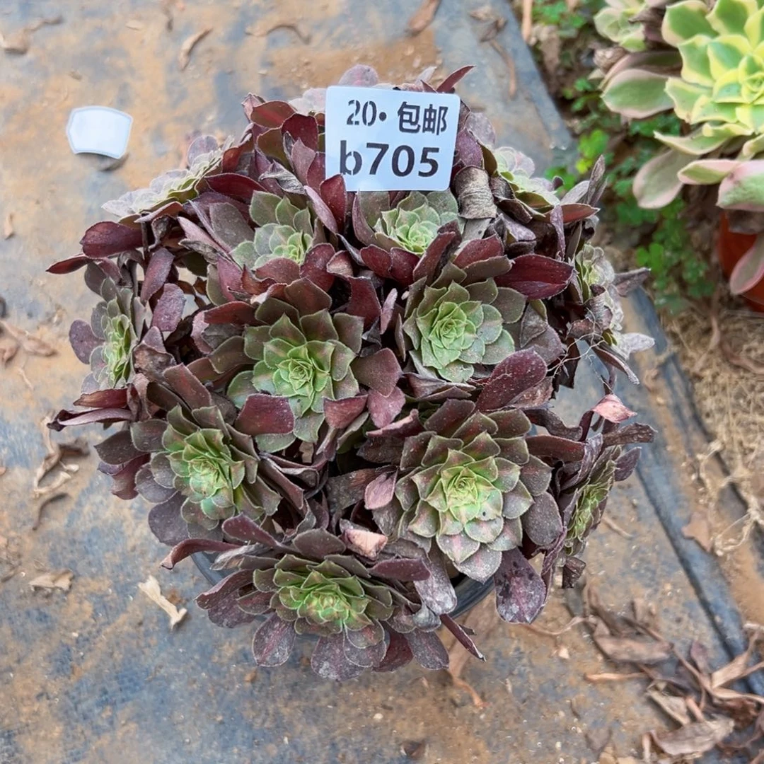 705红铜中斑，满20包邮